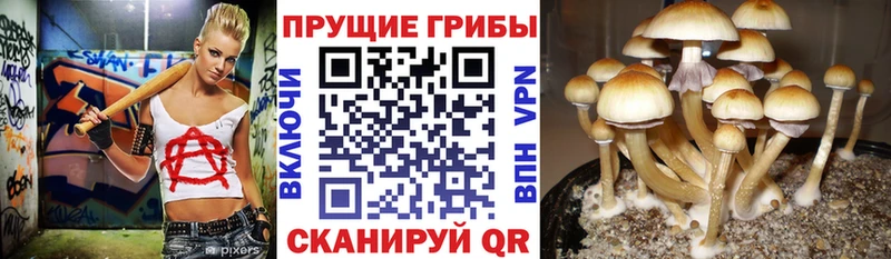 закладка  гидра как войти  Псилоцибиновые грибы мухоморы  Саянск 